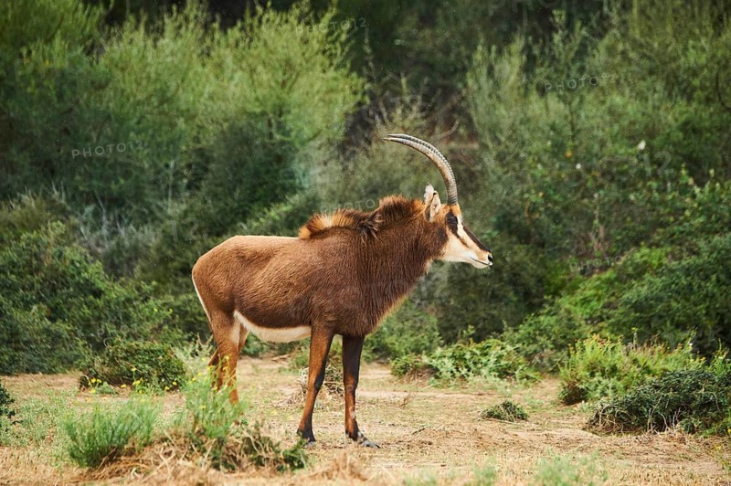 Sable antelope (Hippotragus niger) in the dessert, captive, distribution Africa