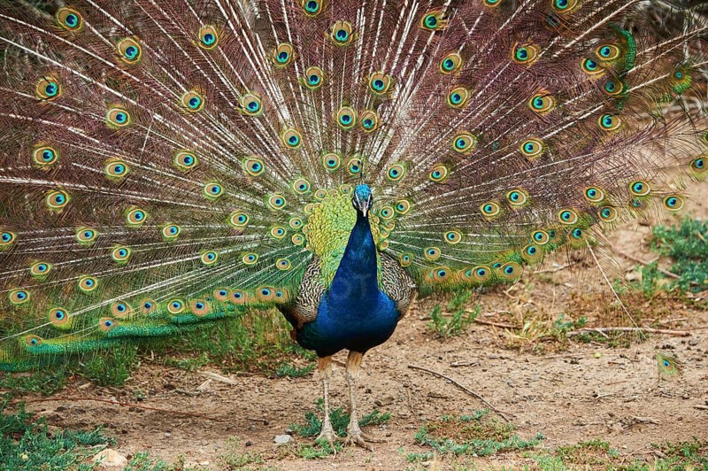 Indian peafowl (Pavo cristatus) doing a cartwheel, spreading its feathers, eyes, France, Europe