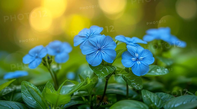 Tranquil scene with Ceratostigma willmottianum Forest Blue flowers and green leaves against a backdrop of soft bokeh lights, AI generated