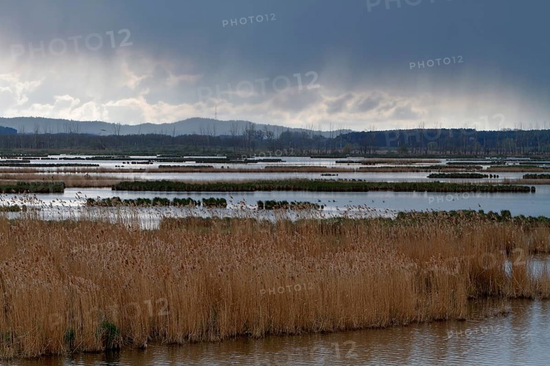 Wetland biotope in the Peene Valley, overwatered meadows, rare habitat for endangered plants and animals, Grosser Rosin nature reserve, rewetting of agricultural land, important breeding area for rare birds, Peene Valley River Landscape nature park Park, Mecklenburg-Western Pomerania, Germany, Europe