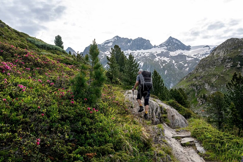 Mountaineer on hiking trail in picturesque mountain landscape with alpine roses, mountain peak Grosser Moerchner in the background, Berliner Hoehenweg, Zillertal Alps, Tyrol, Austria, Europe