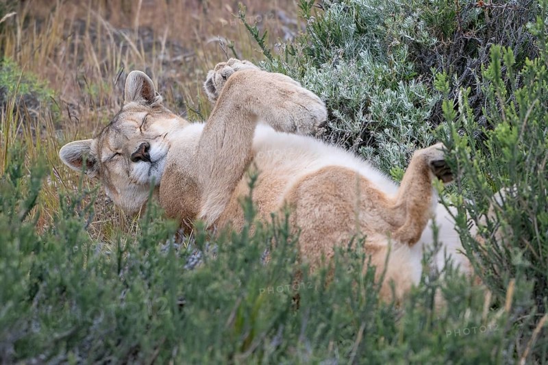 Cougar (Cougar concolor), silver lion, mountain lion, cougar, panther, small cat, lying on its back, Torres del Paine National Park, Patagonia, end of the world, Chile, South America
