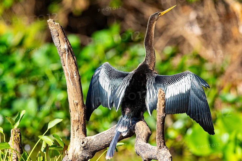 American darter (Anhinga anhinga) Pantanal Brazil