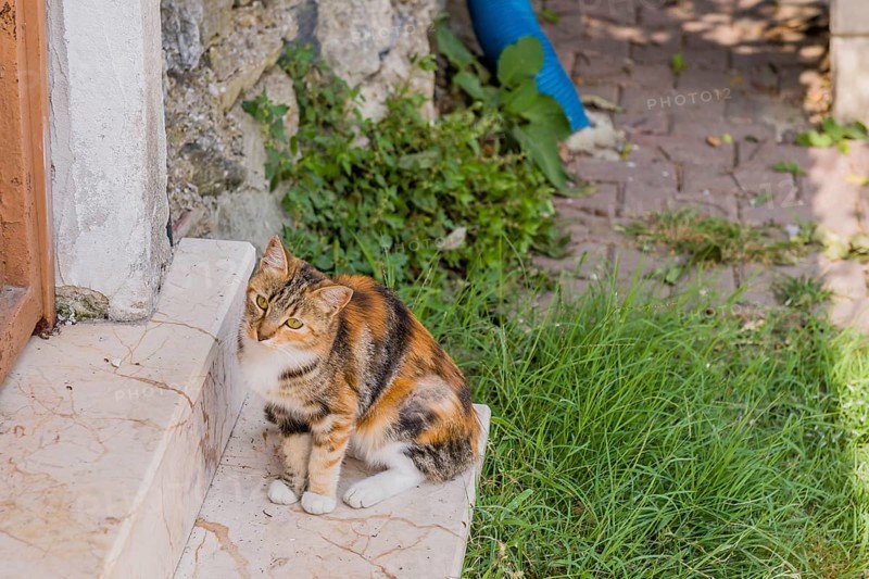 Cute calico cat sitting in shade on marble step of building