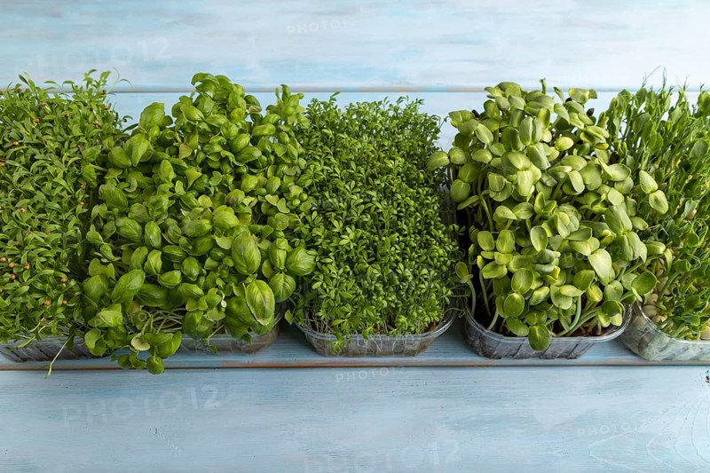 Set of boxes with microgreen sprouts of green basil, pea, cilantro, sunflower, watercress on blue wooden background. Side view, copy space