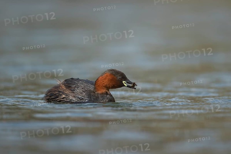 Little grebe (Tachybaptus ruficollis) adult bird feeding on a lake, Derbyshire, England, United Kingdom, Europe