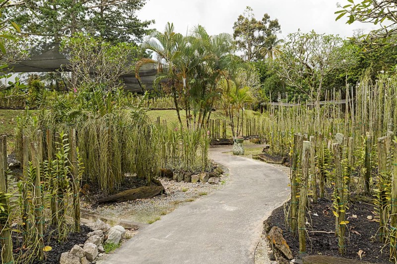 Orchid and bromeliad flower beds in botanical garden, selective focus, copy space, malaysia, Kuching orchid park