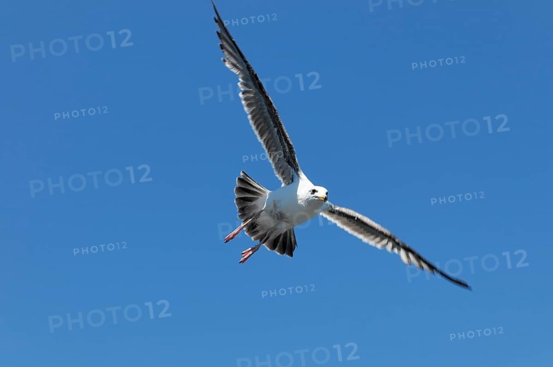 Western gull (Larus occidentalis), adult on the coast, California, USA, North America