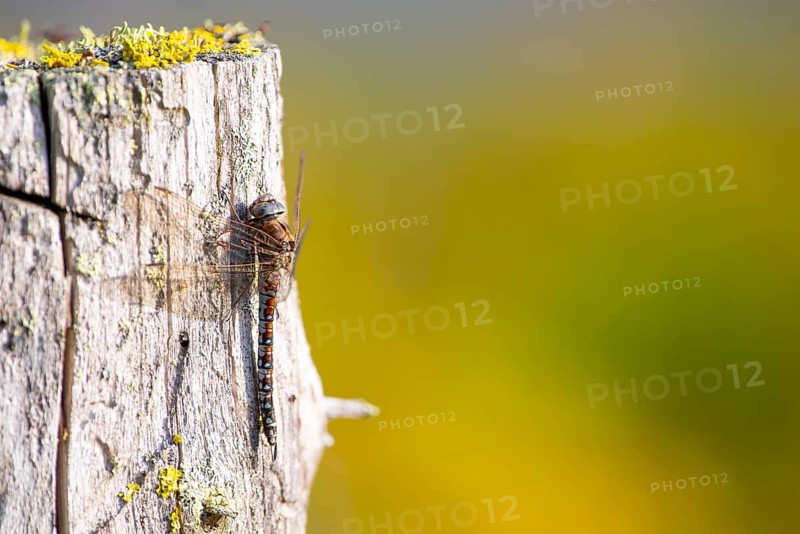 Zigzag darner (Aeshna sitchensis) sitting on a tree stump, dragonfly, close-up, nature photograph, Tinn, Vestfold, Norway, Europe