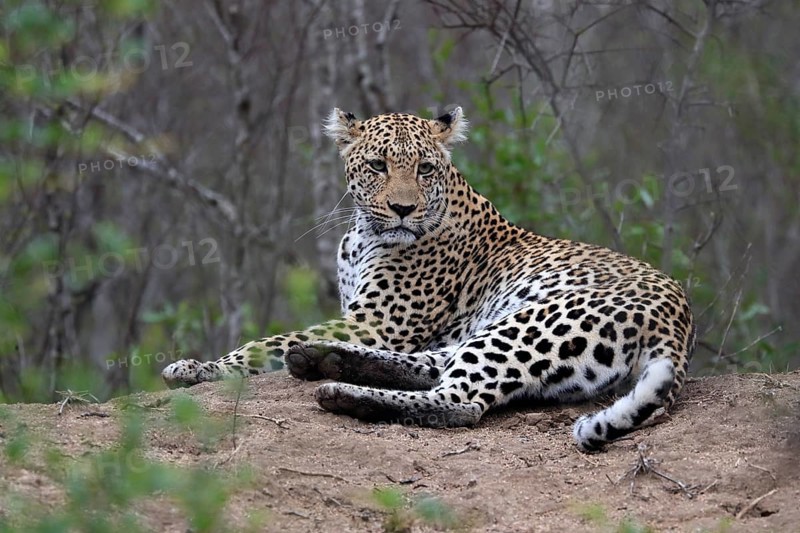 Leopard (Panthera pardus), adult, observed, alert, lying, on ground, Sabi Sand Game Reserve, Kruger NP, Kruger National Park, South Africa, Africa