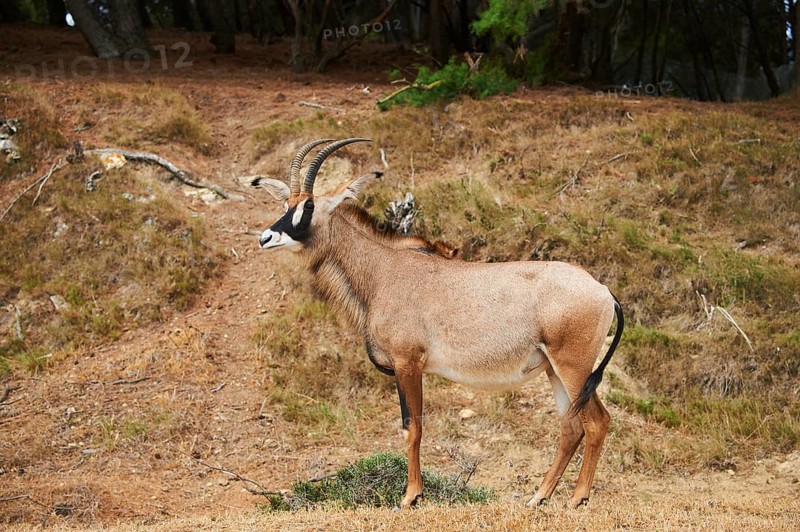 Roan Antelope (Hippotragus equinus) in the dessert, captive, distribution Africa