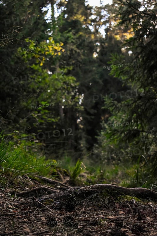 Root on a forest path at sunset, Bavaria, Germany, Europe