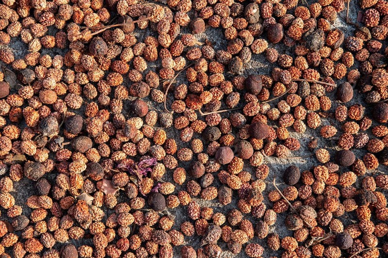 Fruits of the Rudraksha tree being dried, sacred tree in Hinduism, Addateegala, Andhra Pradesh, India, Asia