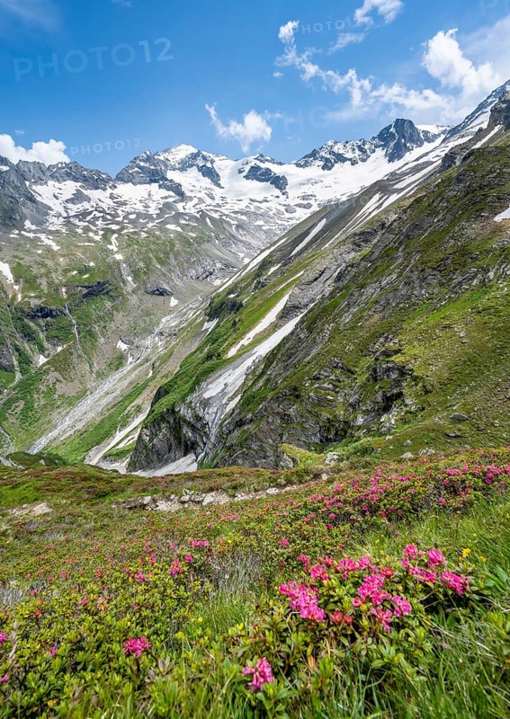 Picturesque mountain landscape with blooming alpine roses, behind mountain peak Grosser Loeffler and Oestliche Floitenspitze with glacier Floitenkees, valley Floitengrund, Berliner Hoehenweg, Zillertal Alps, Tyrol, Austria, Europe
