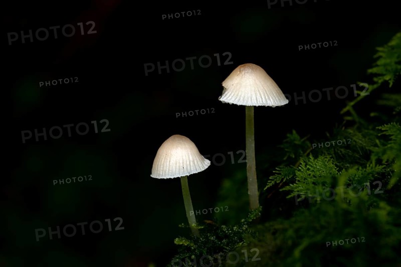 Mycena epipterygia mushroom on moss against a dark background, Mindelheim, Unterallgaeu, Bavaria, Germany, Europe