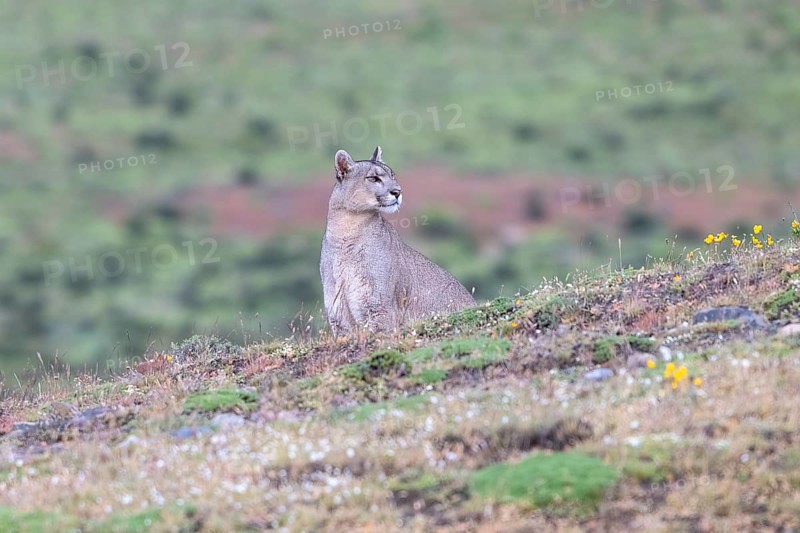 Cougar (Cougar concolor), silver lion, mountain lion, cougar, panther, small cat, Torres del Paine National Park, Patagonia, end of the world, Chile, South America