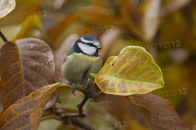 Blue tit (Cyanistes Caeruleus) adult bird amongst autumn leaves of a garden Magnolia tree, Suffolk, England, United Kingdom, Europe