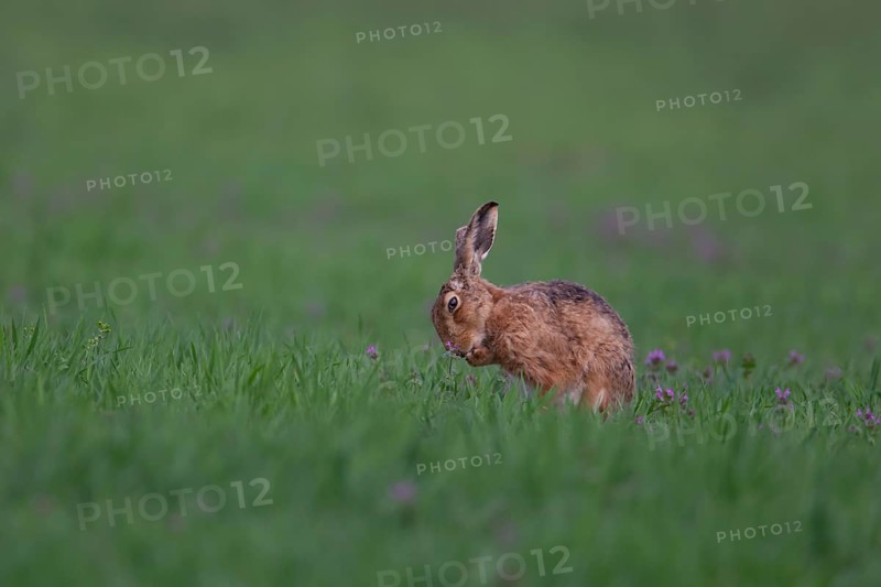 Brown hare (Lepus europaeus) adult animal washing its front foot in a cereal crop with Red-dead nettle flowers, Suffolk, England, United KIngdom