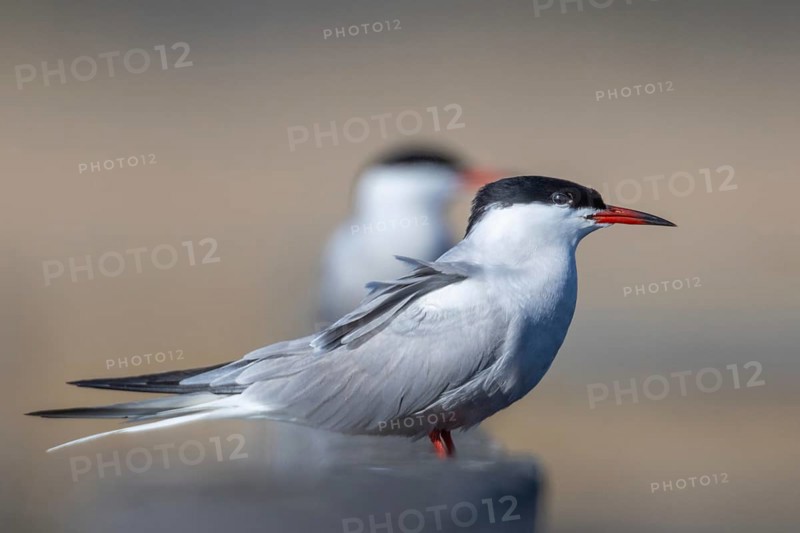 common tern