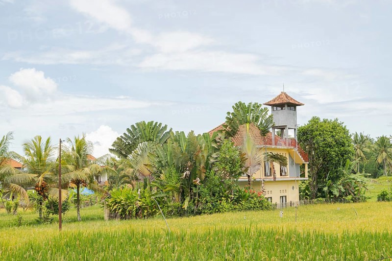 Rice fields with house in countryside, Ubud, Bali, Indonesia, green grass, large trees, jungle and cloudy sky. Travel, tropical, agriculture, Asia