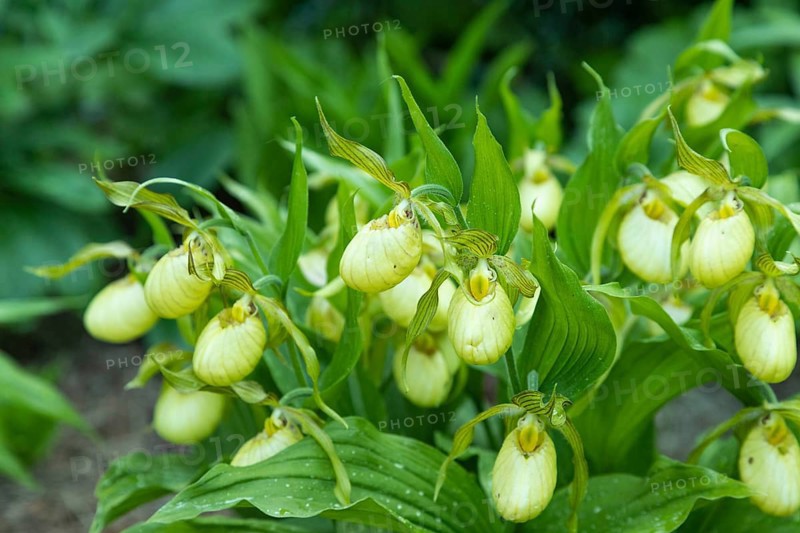 Beautiful orchid flowers of yellow color with green leaves in the garden. Lady's-slipper hybrids. Close up