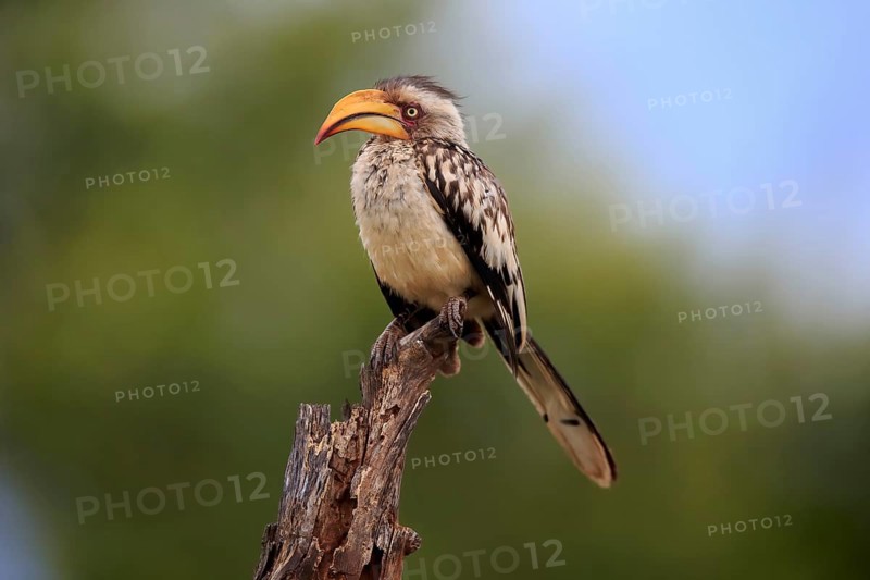 Southern yellow-billed hornbill (Tockus leucomelas), adult, in perch, Kruger National Park, Kruger National Park, South Africa, Africa