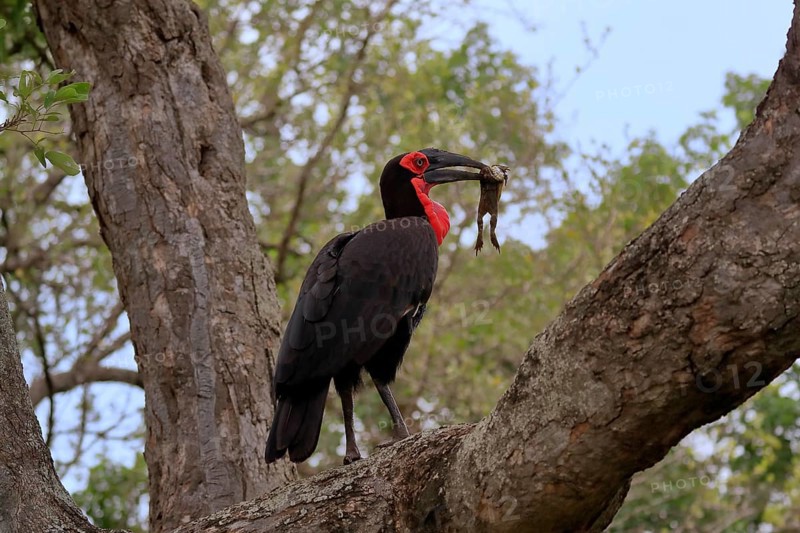 Southern ground hornbill (Bucorvus leadbeateri), adult, feeding, with prey, on tree, Kruger National Park, Kruger National Park, South Africa, Africa