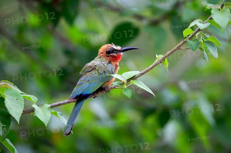 White-fronted bee-eater (Merops bullockoides), adult, on wait, Kruger National Park, Kruger National Park, South Africa, Africa