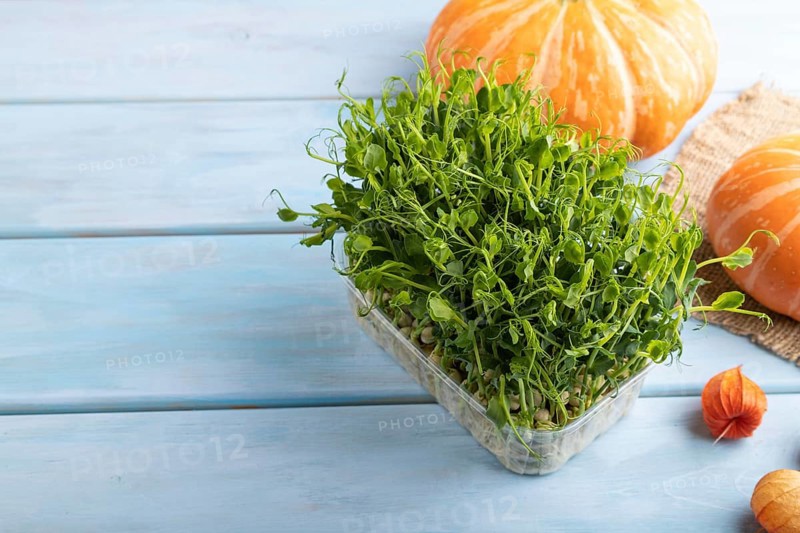 Microgreen sprouts of pea with pumpkin on blue wooden background. Side view, copy space, close up