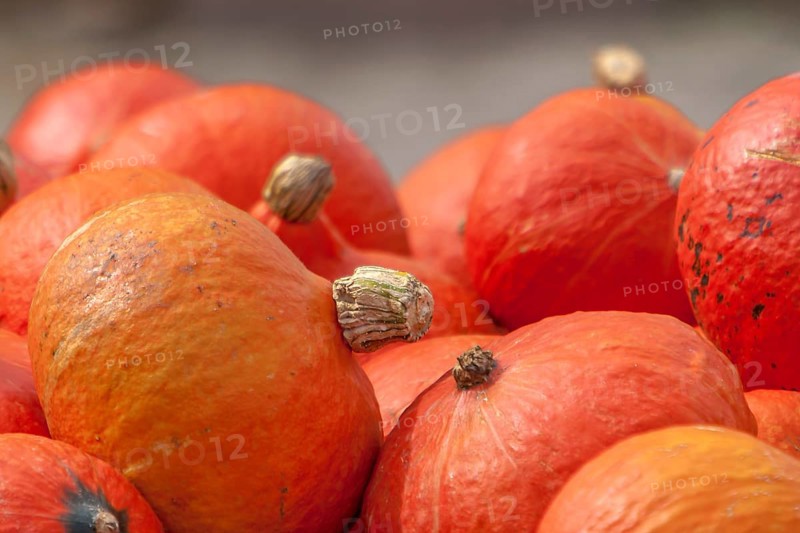 Pumpkins (Cucurbita), street sale, Palatinate, Rhineland-Palatinate, Germany, Europe