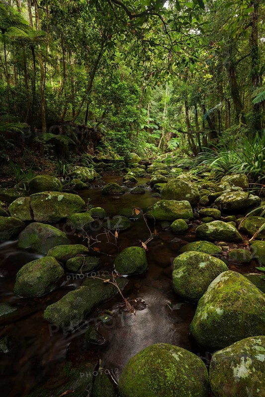 Stream in the Australian jungle. Subtropical rainforest in New South Wales, Australia, Oceania