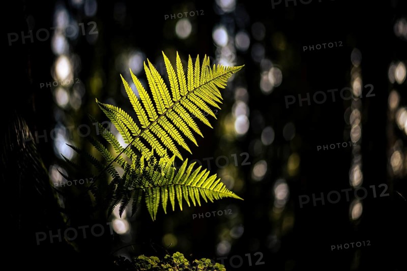 Fern (Polypodiopsida) backlit with forest in the background, Mindelheim, Unterallgaeu, Bavaria, Germany, Europe