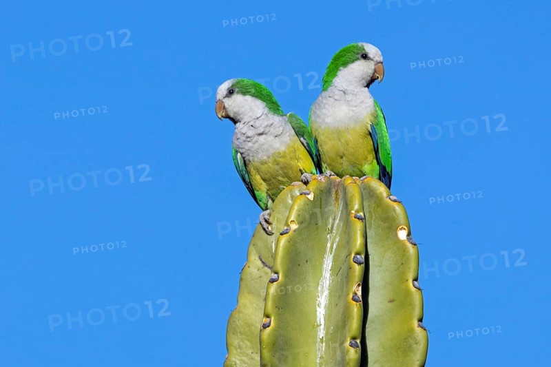 Monk parakeet