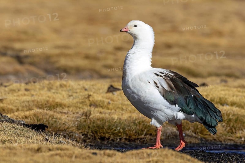 Andean goose