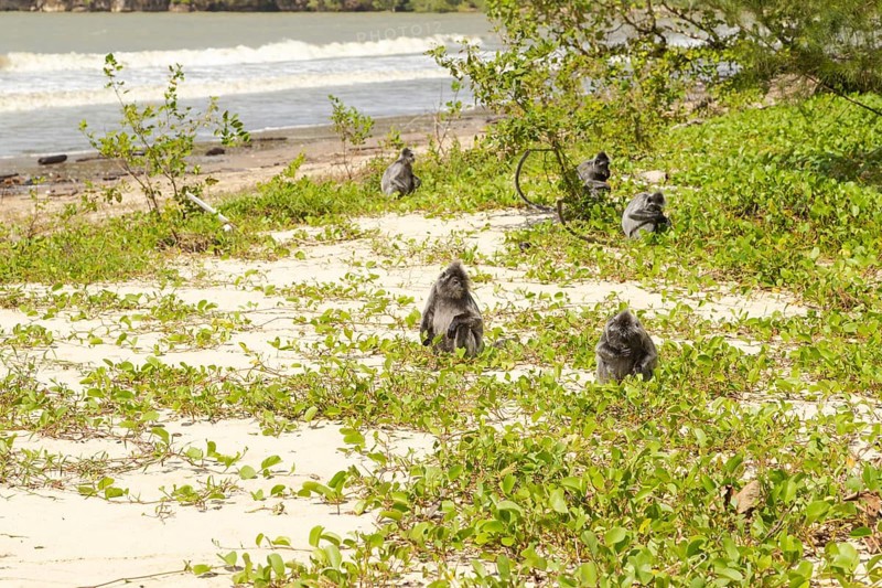 Silvery lutung or silvered leaf langur monkey (Trachypithecus cristatus) in Bako national park, pack on the sand beach. Borneo, Malaysia, Asia