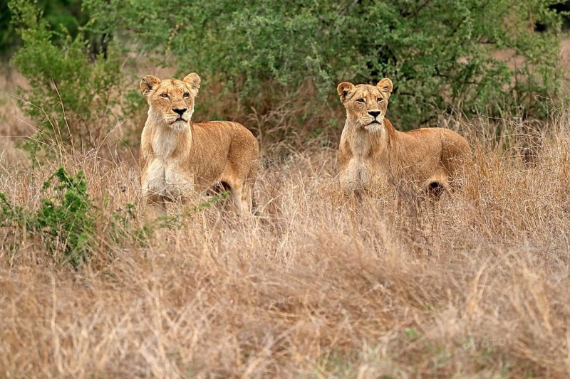 Lion (Panthera leo), adult, female, two females, vigilant, Sabi Sand Game Reserve, Kruger National Park, Kruger National Park, South Africa, Africa