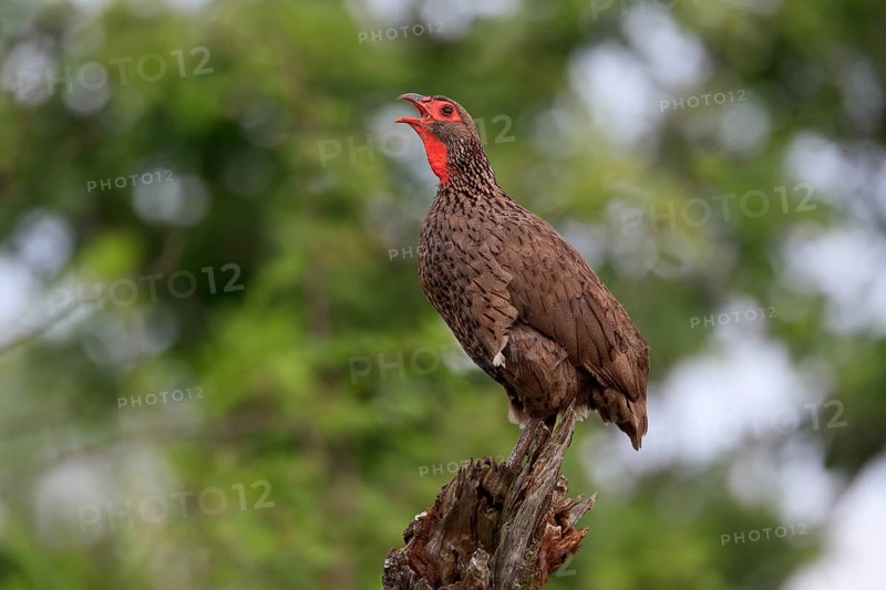 Swainson's spurfowl (Pternistis swainsonii), adult, on wait, calling, Kruger National Park, Kruger National Park, South Africa, Africa