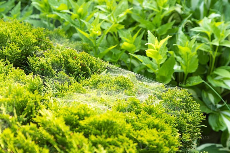 Thuja Occidentalis, western red cedar shrub with beautiful spider net in sunlight in the garden, natural texture