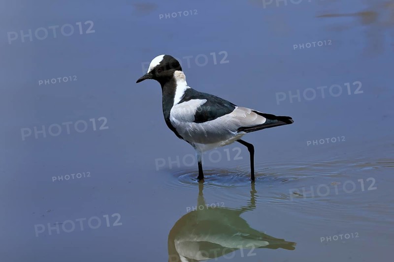 Black-headed Lapwing, (Vanellus armatus), adult, in water, foraging, alert, Kruger National Park, Kruger National Park, South Africa, Africa