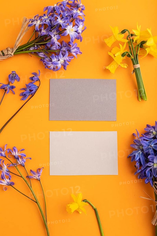 Gray paper business cards with spring snowdrop flowers bluebells, narcissus on orange pastel background. top view, flat lay, copy space, still life, mockup, template. Beauty, spring concept