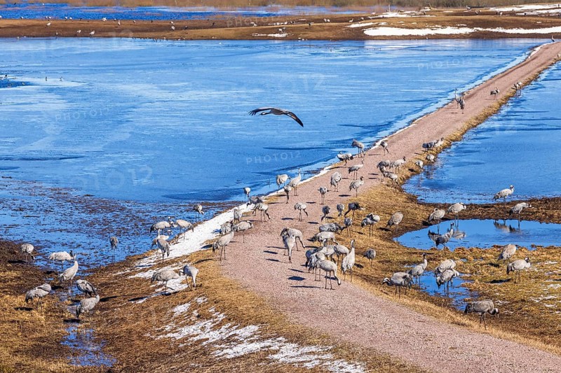 Flock of cranes (grus grus) on a dirt road by a flooded lake in spring, Hornborgasjoen, Sweden, Europe