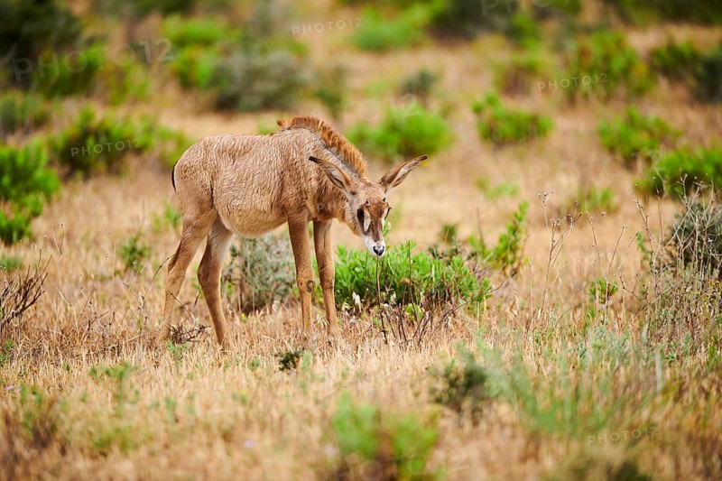 Roan Antelope (Hippotragus equinus) youngster in the dessert, captive, distribution Africa