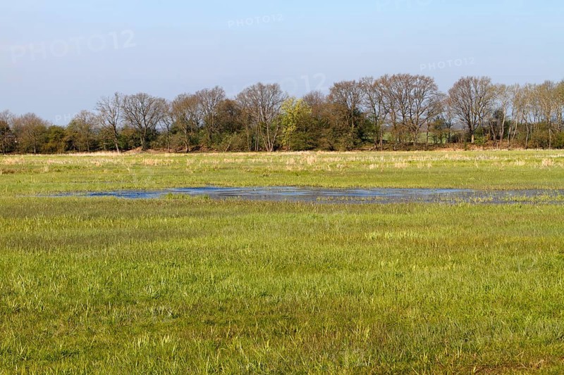 Wetland biotope in the Peene valley, waterlogged meadows, rare habitat for endangered plants and animals, Flusslandschaft Peenetal nature park Park, Mecklenburg-Western Pomerania, Germany, Europe