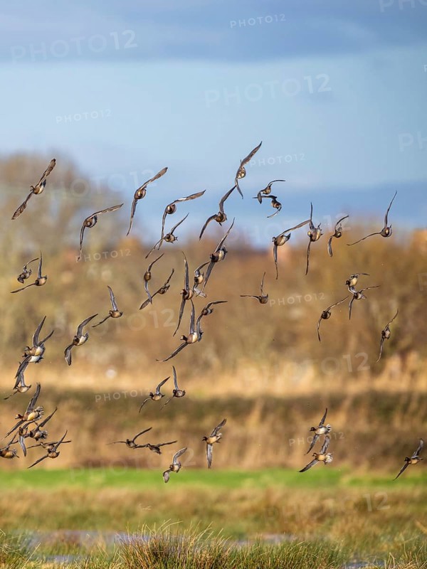 Peregrine Falcon (Falco peregrinus) during an attack on Eurasian Wigeon (Mareca penelope) ducks