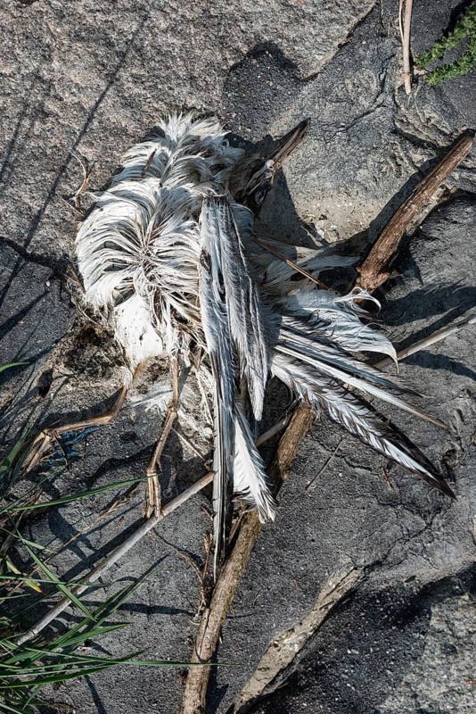The remains of a bird lying on the ground between stones and twigs, dead arctic tern (Sterna paradisaea) , symbolic image avian influenza, bird flu, highly pathogenic avian influenza virus infection (HPAI), Schleswig-Holstein Wadden Sea National Park, Schleswig-Holstein, Germany, Europe