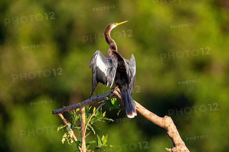 American darter (Anhinga anhinga) Pantanal Brazil