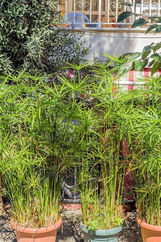 Flower pots of cyperus papyrus growing outdoors on sunny day