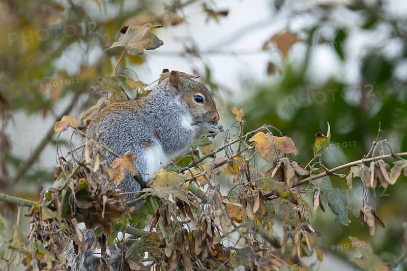 Grey squirrel (Sciurus carolinensis) adult feeding on Field maple tree seeds, Suffolk, England, United Kingdom, Europe