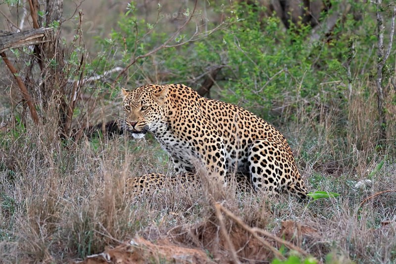 Leopard (Panthera pardus), adult, pair, mating, Sabi Sand Game Reserve, Kruger National Park, Kruger National Park, South Africa, Africa