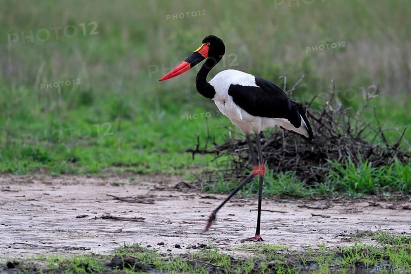 Saddle-billed stork (Ephippiorhynchus senegalensis), adult, foraging, at the water, Kruger National Park, Kruger National Park, South Africa, Africa